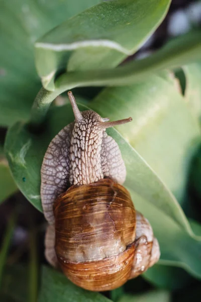 Helix Pomatia Również Ślimak Rzymski Ślimak Burgundowy Ślimak Jadalny Lub — Zdjęcie stockowe