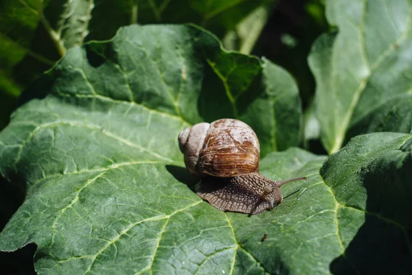 Helix Pomatia Också Romersk Snigel Bourgogne Snigel Ätlig Snigel Eller — Stockfoto