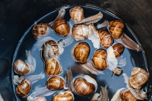 Grape snails in pan with water. Escargot traditional french snail dish. View from above. Grape Snail Delicacy. Preparing snails for cooking.