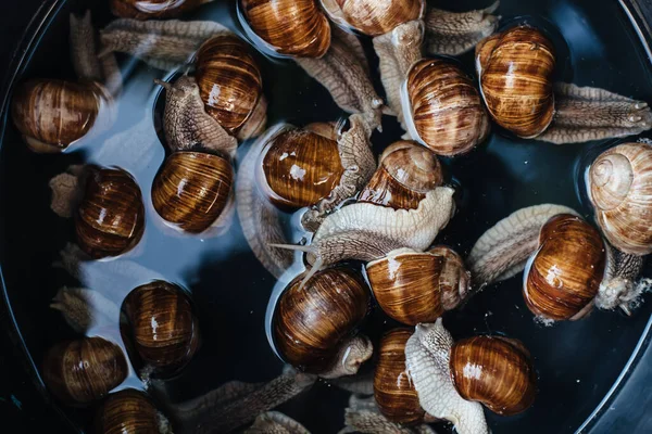 Escargots Raisins Dans Une Casserole Avec Eau Escargot Plat Traditionnel Images De Stock Libres De Droits
