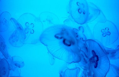 Mavi saydam denizanası