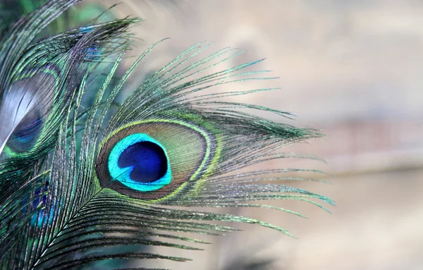 Peacock feather oog in blauw en groen — Stockfoto