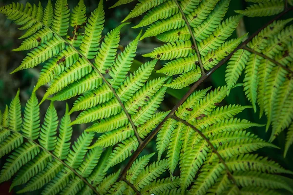 Zelené Kapradinové Listy Průhledný Kapradinový List Slunečním Svitu Lese Kapradinové — Stock fotografie
