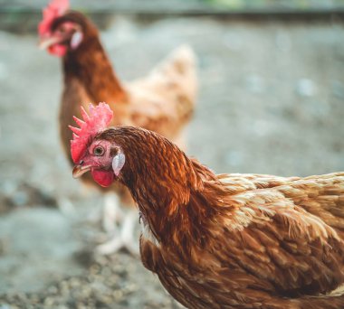 Çiftlikteki tavuklara yakın çekim. Geleneksel tavuk çiftliğinde tavuklar. Yumurta tavukları, kafeslerdeki tavuklar endüstriyel çiftlikte.