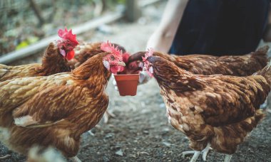 Tavuk çiftliğinde insan eliyle tavuk besliyor. Çiftçi eli, çiftlikte tavuğu pirinç ve tahılla besliyor. Kırsal kesimde yaşam tarzı.