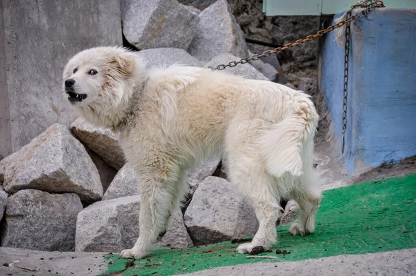 Aggressive dog shows dangerous teeth. White Dog howling and barking guarding backyard (front view). The white dog was chained up.