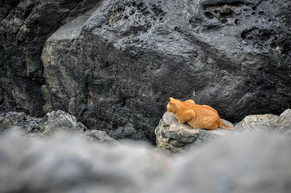 Orange Cat Rocks Background Cat Rock Lake Yeosu Cat Hidden — Stock Photo, Image