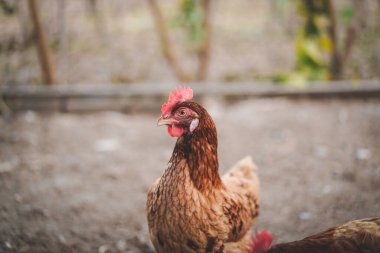 Rengarenk bir horozun portresi çiftlik arka planında parlak kırmızı bir tarak ile. Çiftlikte evcil kuşla kırsal kavram kapanıyor. Çiftlikteki tavuklara yakın çekim. Boşluğu Kopyala.