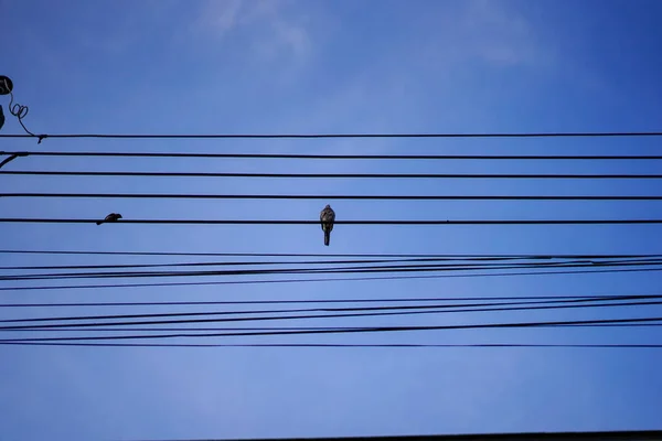 Pigeons Perched Electric Wires Clear Blue Sky Birds Elecricity Wires — стоковое фото