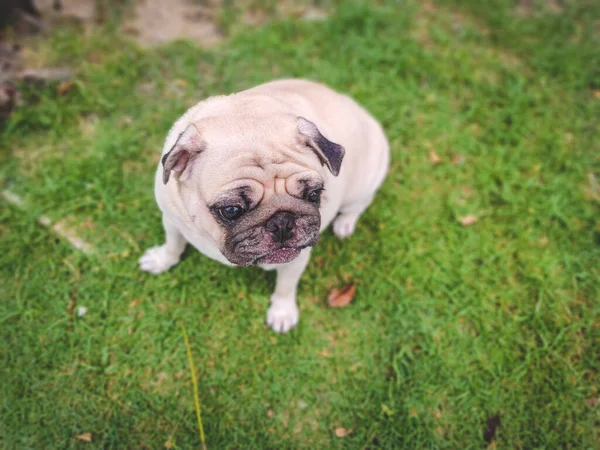 Söt Mops Lokal Park Söt Vit Mops Med Tiggeri Ansikte — Stockfoto