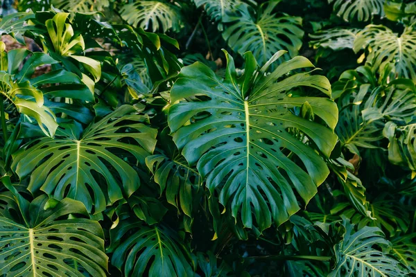 Foglie verdi della pianta del filodendro di Monstera che crescono in serra, pianta forestale tropicale — Foto Stock