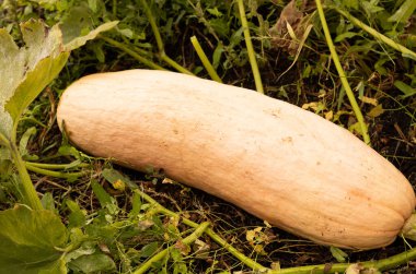 Bahçede büyük olgun portakallı balkabağı muzu. Sonbahar hasadı. Vitaminler. Diyet gıda konsepti. Yakın plan. Kopyalama alanı.