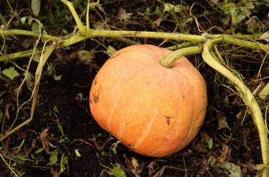 Bahçede büyük olgun portakal kabağı. Sonbahar hasadı. Vitaminler. Diyet gıda konsepti. Yakın plan. Kopyalama alanı.