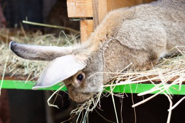 Bir besleyiciyle açık bir kafeste büyük gri bir tavşan. Belçika devi yetiştir. Çiftlikte yerli tavşanlar yetiştiriyor. Yakın plan..