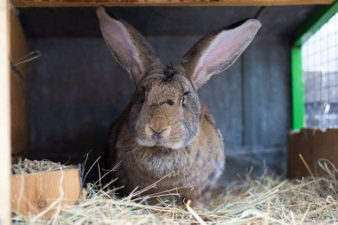 Bir besleyiciyle açık bir kafeste büyük gri bir tavşan. Belçika devi yetiştir. Çiftlikte yerli tavşanlar yetiştiriyor. Yakın plan..