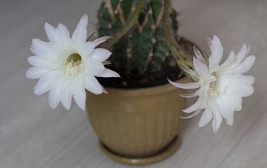Tencerede beyaz kaktüs çiçekleri. Echinopsis kaktüsü. Evde çiçek açıyor. Yakın plan..