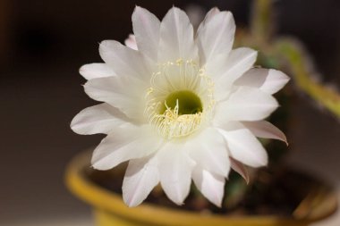 Tencerede beyaz kaktüs çiçekleri. Echinopsis kaktüsü. Evde çiçek açıyor. Yakın plan..