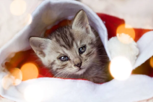 Cute Gray Kitten Lies New Year Cap Close Bokeh Copyspace — Fotografia de Stock