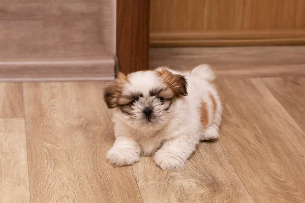 Cute Shitsu Puppy Playing Home Looking Camera Close Copyspace — Stockfoto