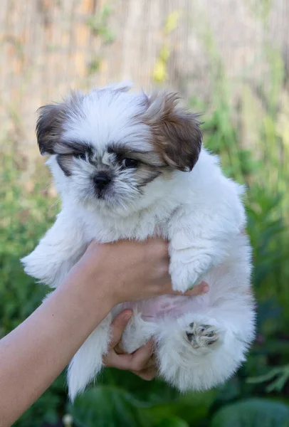 Cute White Shitsu Puppy Hands Owner Blurred Background Close Pets — Foto Stock