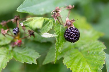 Arka planda bulanık bir çalılıktaki böğürtlenler. Yakın plan. Bahçede bitki yetiştirme kavramı. Kopyalama alanı.