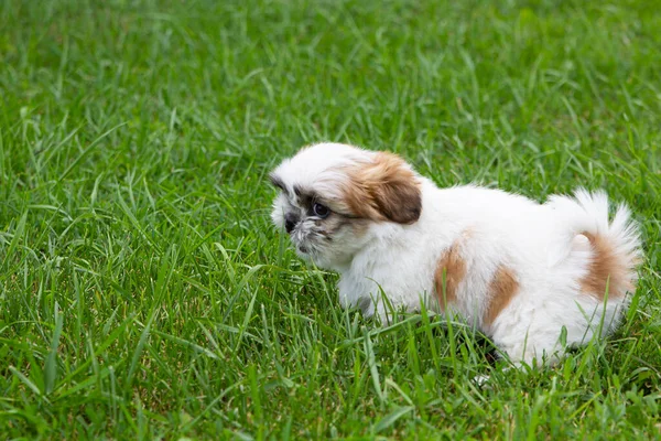 Cute Light Shitsu Puppy Playing Home Grass Close Copyspace Pets — Foto Stock