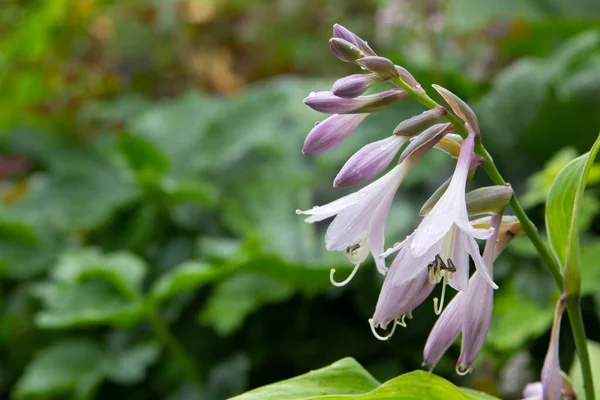 Gastheer Bloeiende Paarse Bloemen Regen Een Close Bloemenbedden Tuin Copyspase — Stockfoto