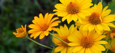 Yeşil bulanık arka planda güzel sarı papatyalar. Yakın plan. Bahçede çiçek yetiştirme kavramı. Kopyalama. Panarama