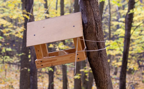 森の中の木に木造の鳥小屋がかかっている 接近中だ 冬の鳥の世話の概念 — ストック写真