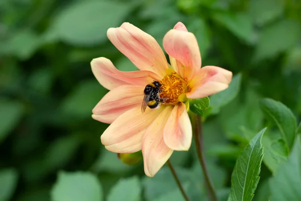 Bee Collects Nectar Large Flower Blurred Green Background Selective Focus — Stock Photo, Image