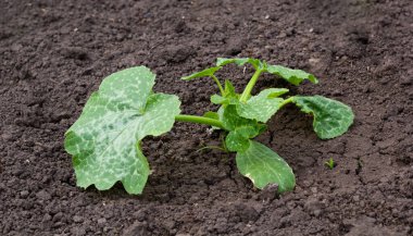 Bahçede kabak tohumları yetişiyor. Yakın plan. Yüksek kalite fotoğraf. Boşluğu kopyala 