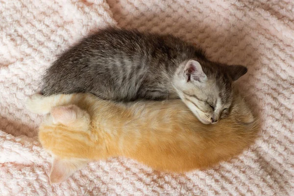 Šedá Červená Koťata Spí Pozici Jin Jang Kopírovací Prostor Kvalitní — Stock fotografie