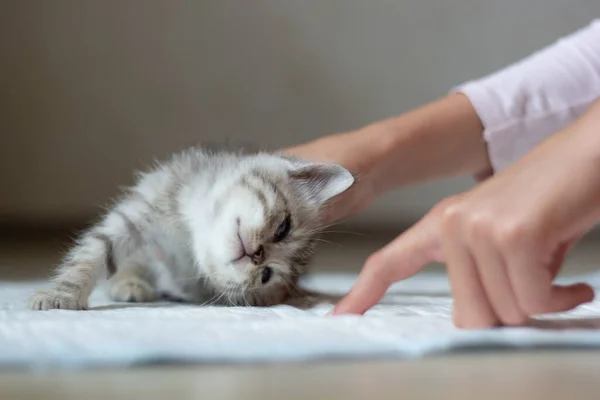 Gray Kitten Diaper Toilet Training Owner Points Finger Diaper Close — Stock Photo, Image