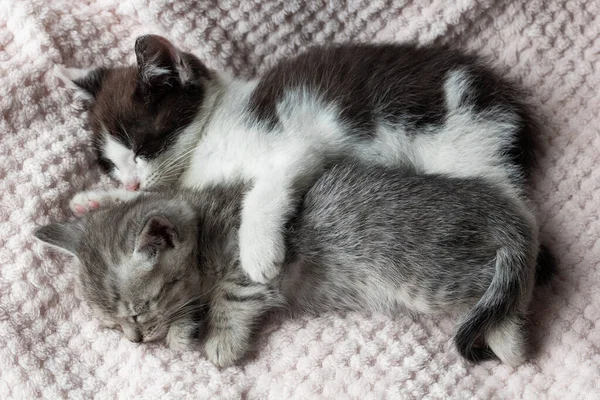 Kätzchen Grau Und Weiß Schwarz Liegen Einer Umarmung Auf Einem — Stockfoto