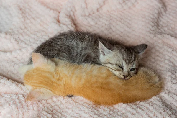 Šedá Červená Koťata Spí Pozici Jin Jang Kopírovací Prostor Kvalitní — Stock fotografie