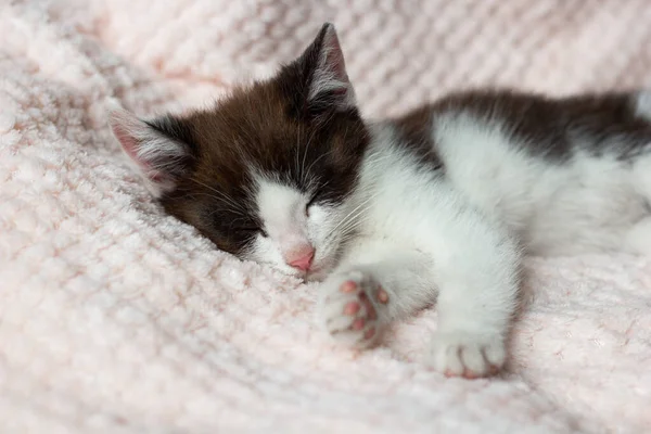 Ένα Χαριτωμένο Ασπρόμαυρο Γατάκι Κοιμάται Ένα Ροζ Πουλόβερ Κοντινό Πλάνο Royalty Free Εικόνες Αρχείου
