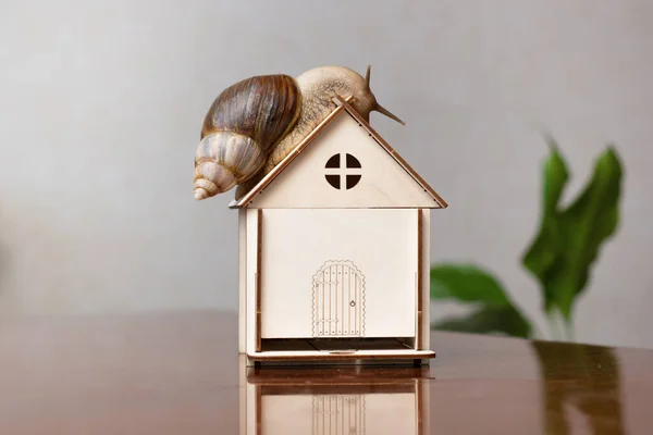 Ślimak Achatina Siedzi Małym Drewnianym Domku Zatrzymywanie Egzotycznych Zwierząt Przestrzeń — Zdjęcie stockowe