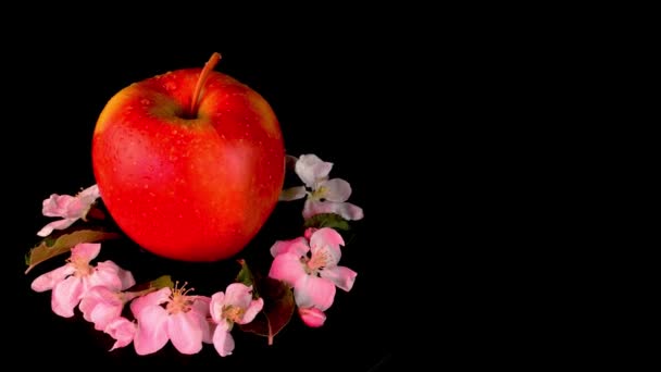 Red-yellow organic apple with apple flowers rotates around slowly on black background. — Video Stock