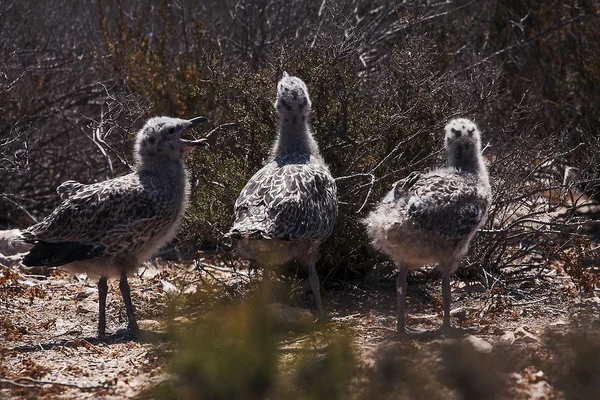 bir martı üç kuş