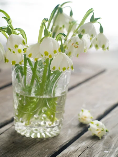 Schneeglöckchen — Stockfoto