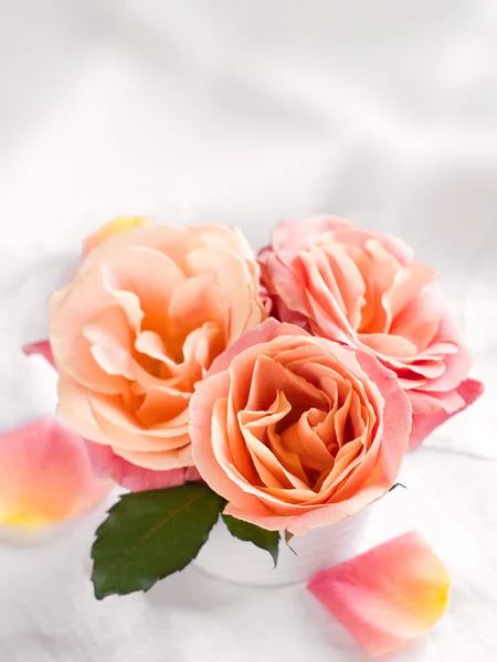 Roze rozen — Stockfoto