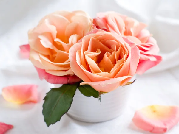 Frische rosa Rosen — Stockfoto