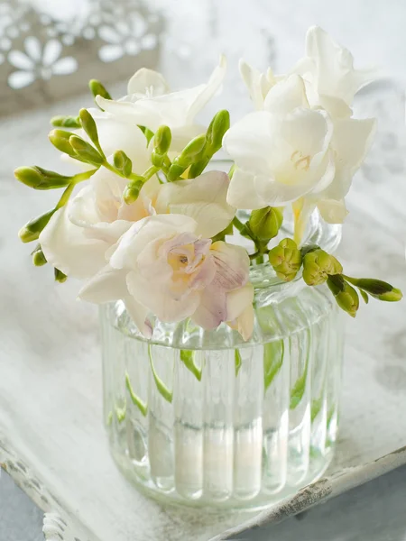 Květiny bílé frézie — Stock fotografie