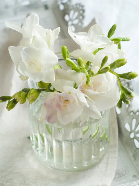 Vit freesia blommor — Stockfoto