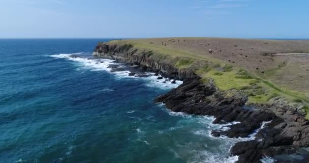 Imágenes Aéreas Drones Vacas Alimentándose Península Kaleula Head Kiama Costa — Vídeo de stock
