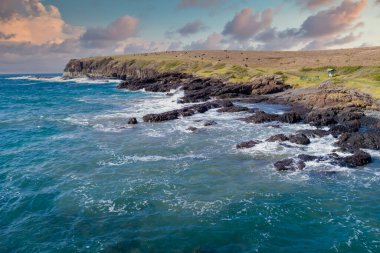 Avustralya 'da Yeni Güney Galler' in güney kıyısındaki sahil girişindeki bir tarlada ineklerin insansız hava fotoğrafı.