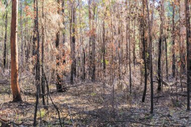 Avustralya 'nın Yeni Güney Galler' indeki Mavi Dağlar 'daki bir milli parkta şiddetli bir orman yangınıyla yanan ağaçların fotoğrafı.