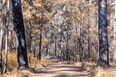 Avustralya 'nın Yeni Güney Galler' indeki Mavi Dağlar 'daki bir milli parkta şiddetli bir orman yangınıyla yanan ağaçların fotoğrafı.