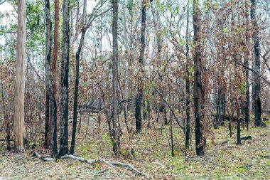 Avustralya 'nın Yeni Güney Galler' indeki Mavi Dağlar 'daki bir milli parkta şiddetli bir orman yangınıyla yanan ağaçların fotoğrafı.
