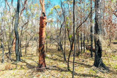 Avustralya 'nın Yeni Güney Galler' indeki Mavi Dağlar 'daki bir milli parkta şiddetli bir orman yangınıyla yanan ağaçların fotoğrafı.